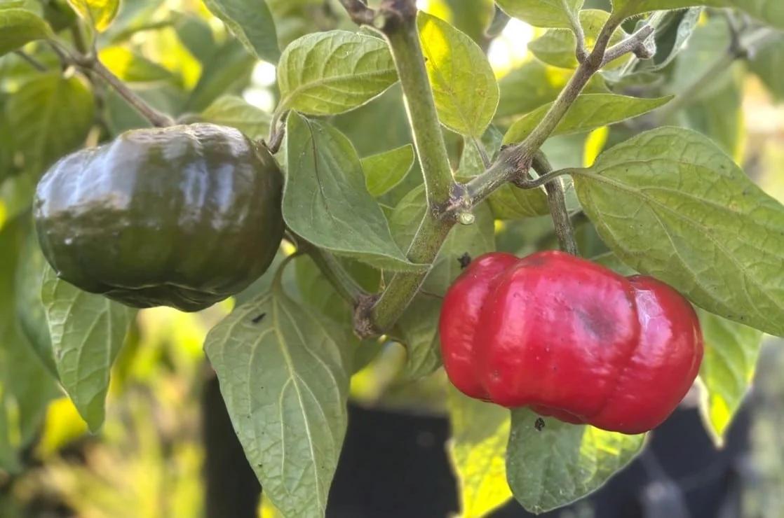 Rocoto Arequipa Giant (Capsicum pubescens) fröer
