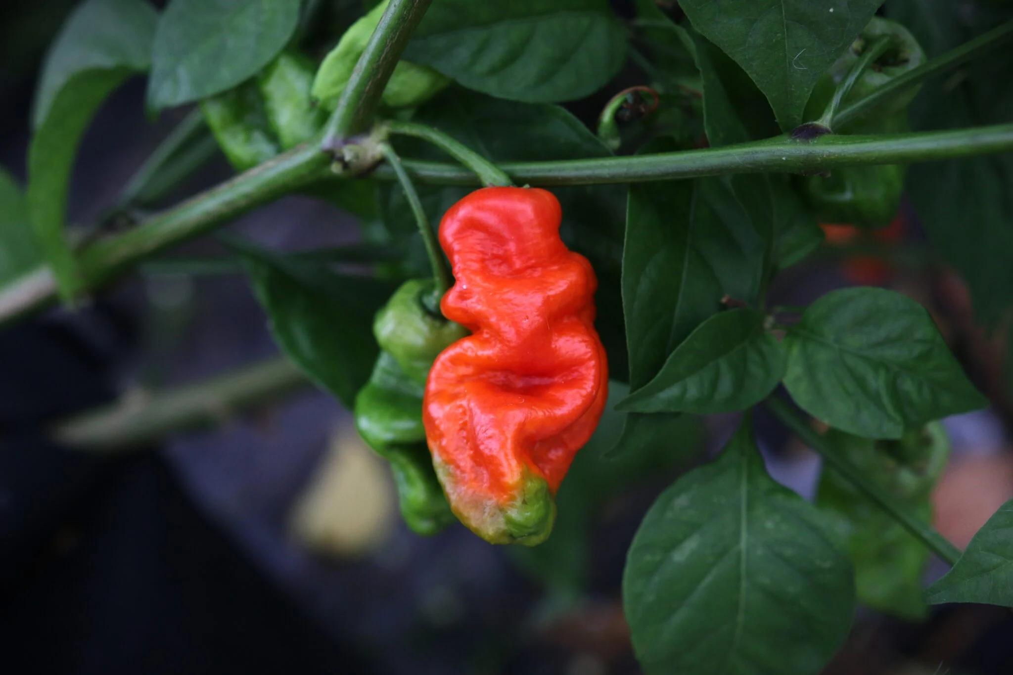 7 Pot Red fröer