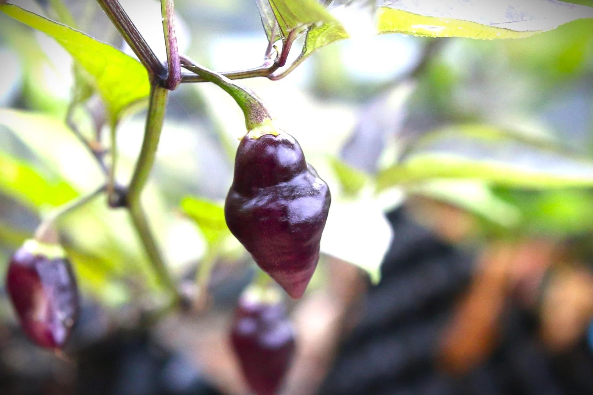 Chupetinho Purple fröer