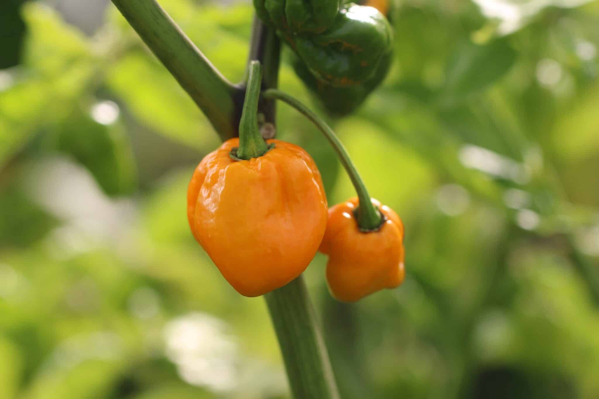 Carolina Reaper Yellow fröer