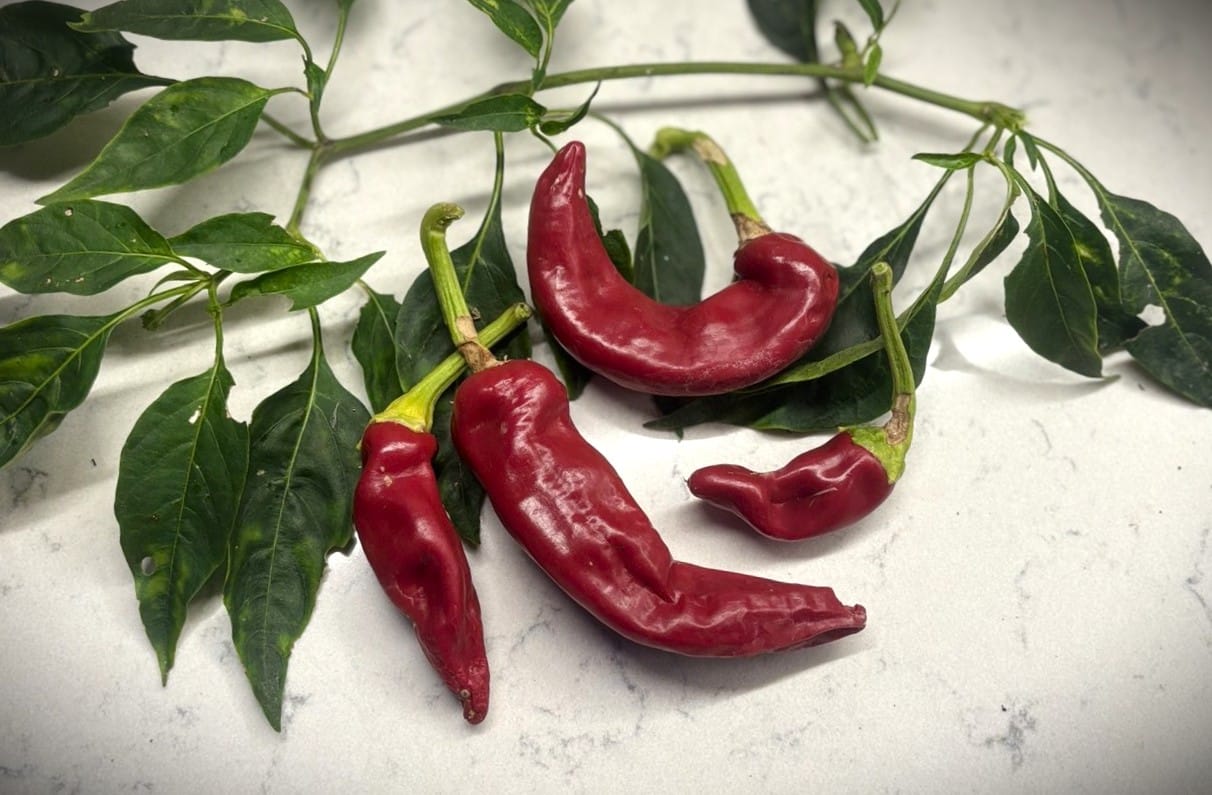 Hungarian Boldog (Capsicum annuum) - röd fröer