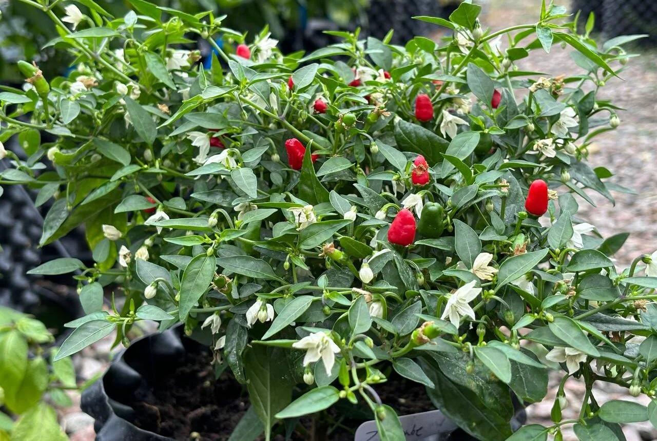 Zimbabwe Bird (Capsicum frutescens) - röd - Capsicum annuum fröer