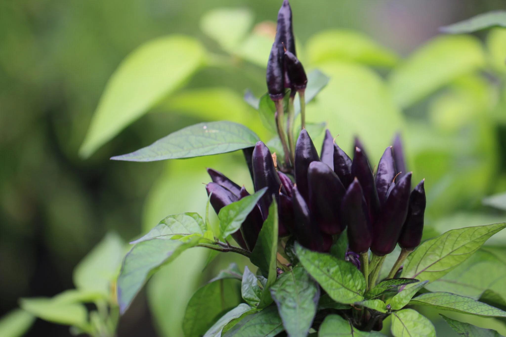 Black Prince Chili fröer