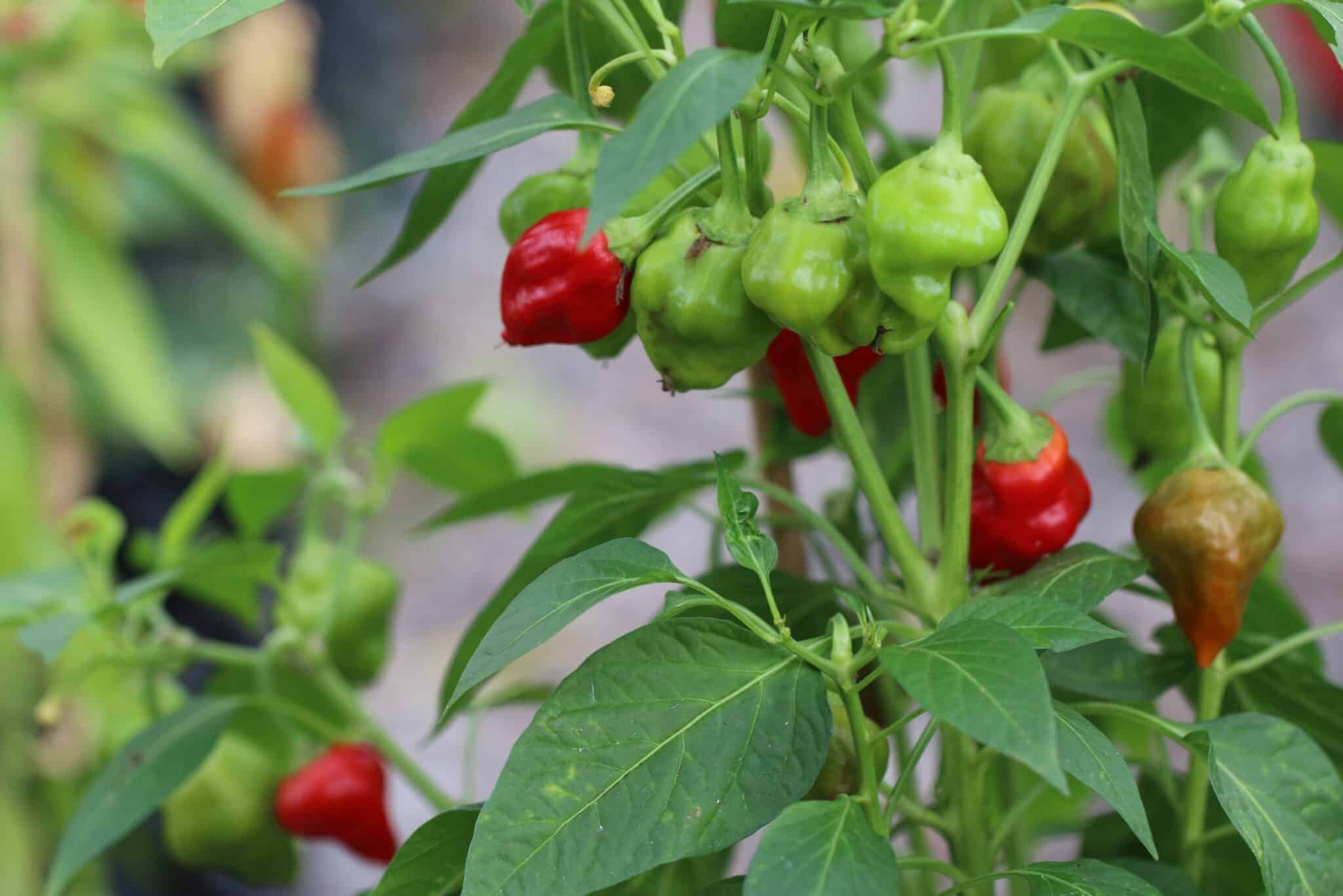 Habanero Tasmanian fröer