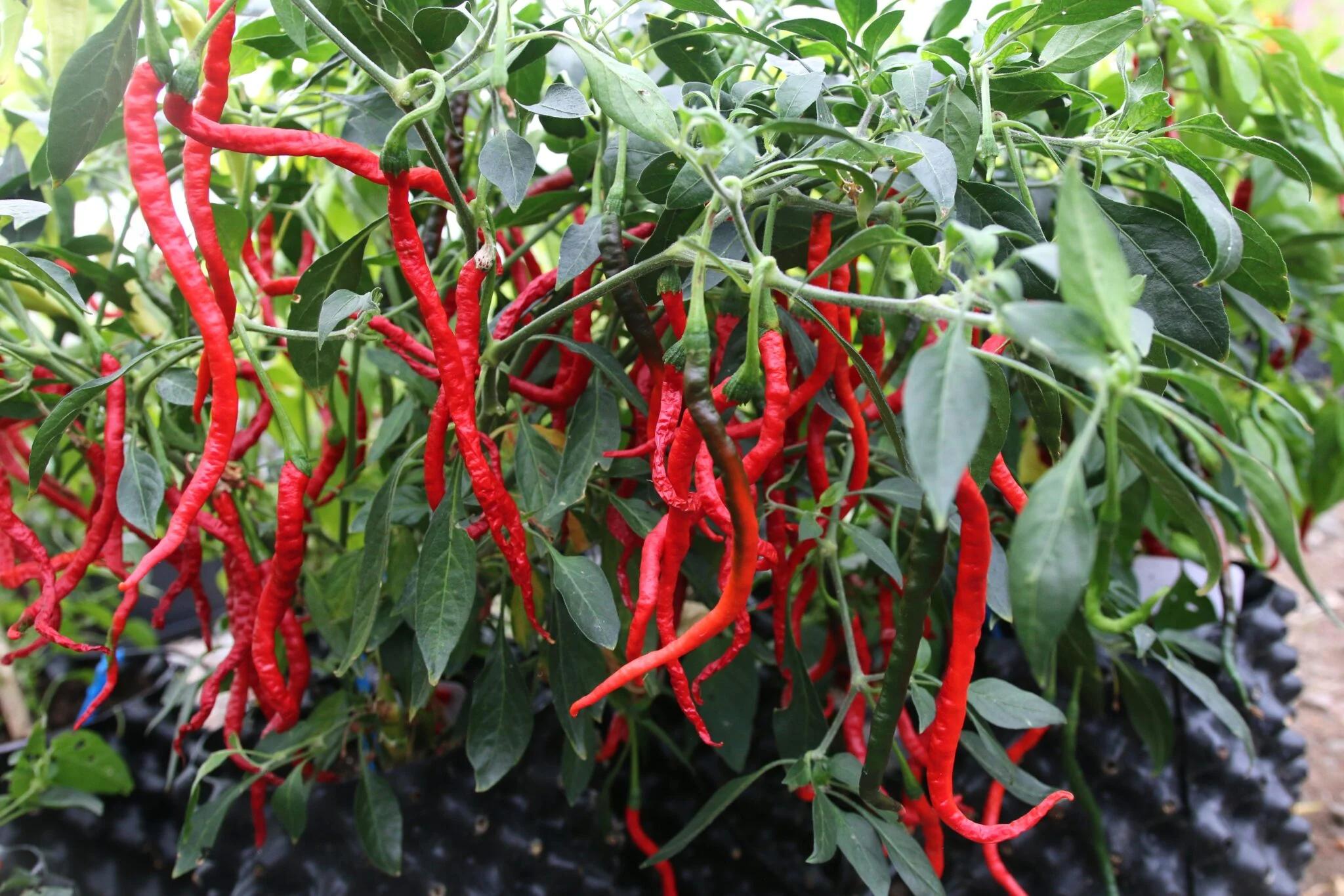 Kopay Cubai (Capsicum annuum) fröer