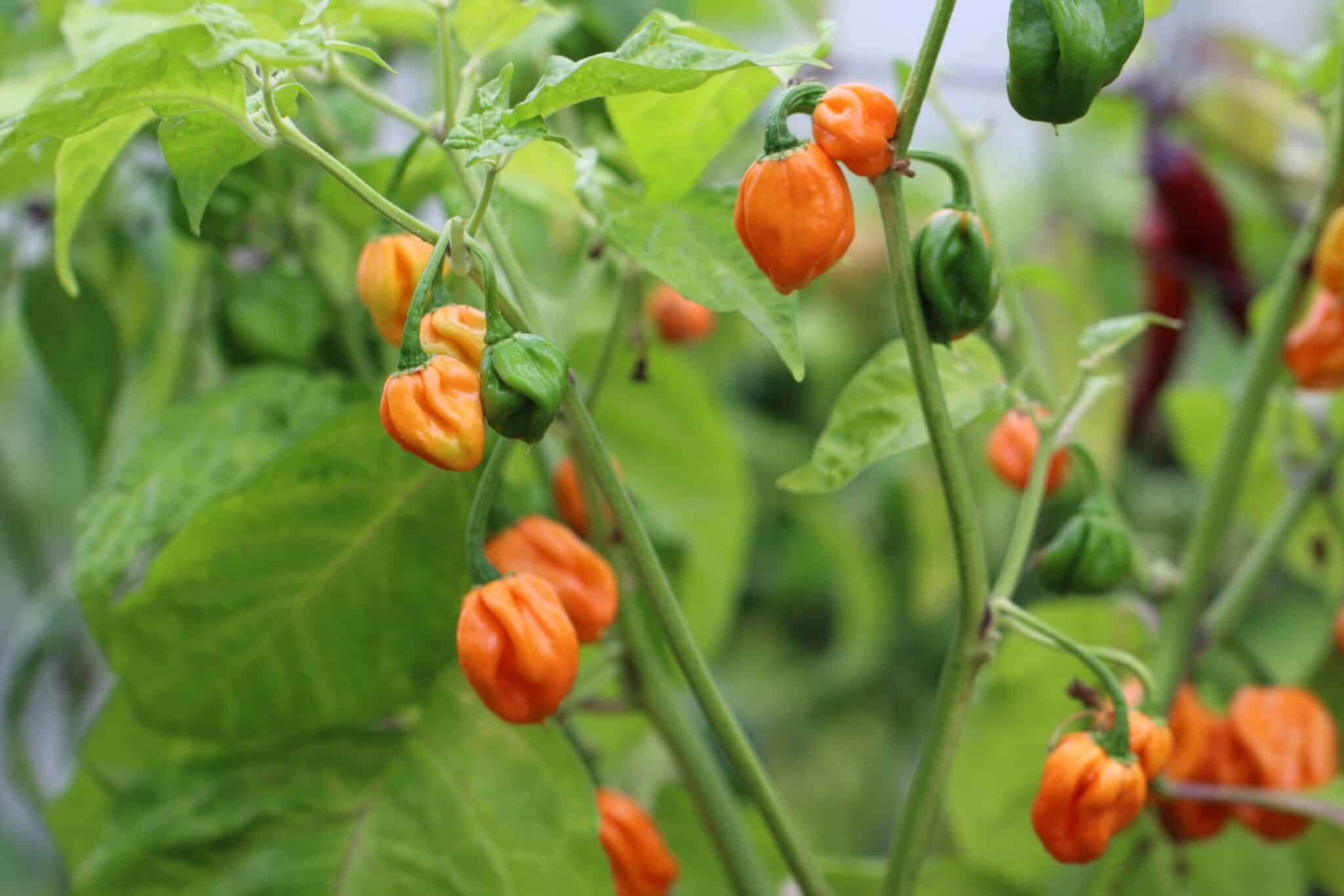 Scotch Bonnet FPO (Capsicum chinense) - röd fröer
