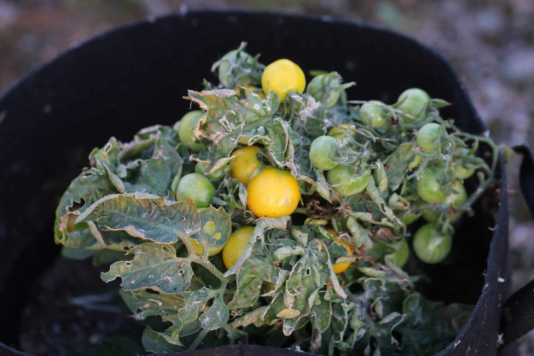 Balconi Yellow - Kruktomat - gul fröer