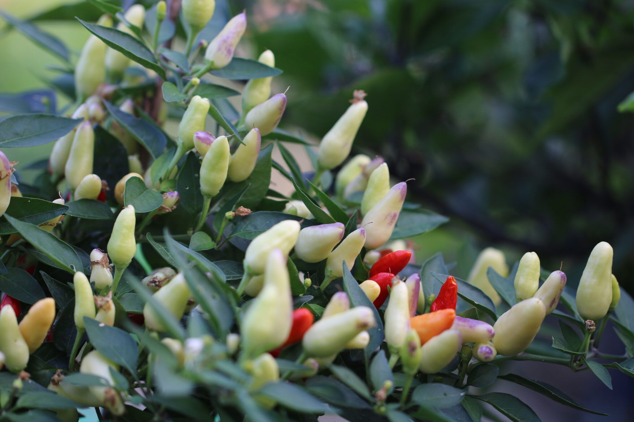 Brazil (Capsicum annuum) - röd fröer
