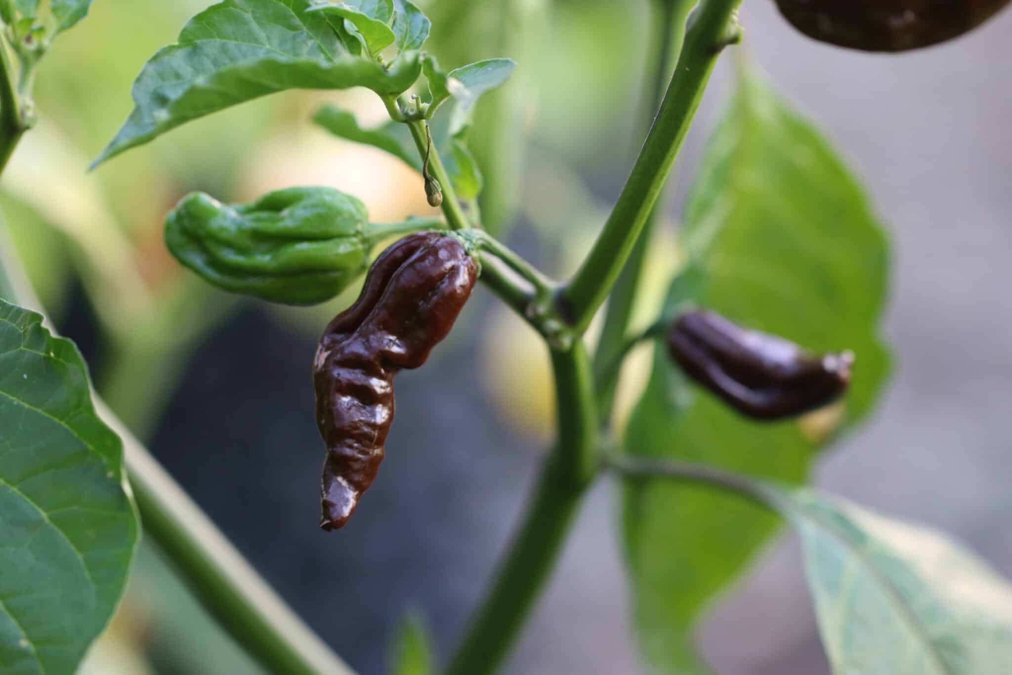 Naga Morich Chocolate fröer
