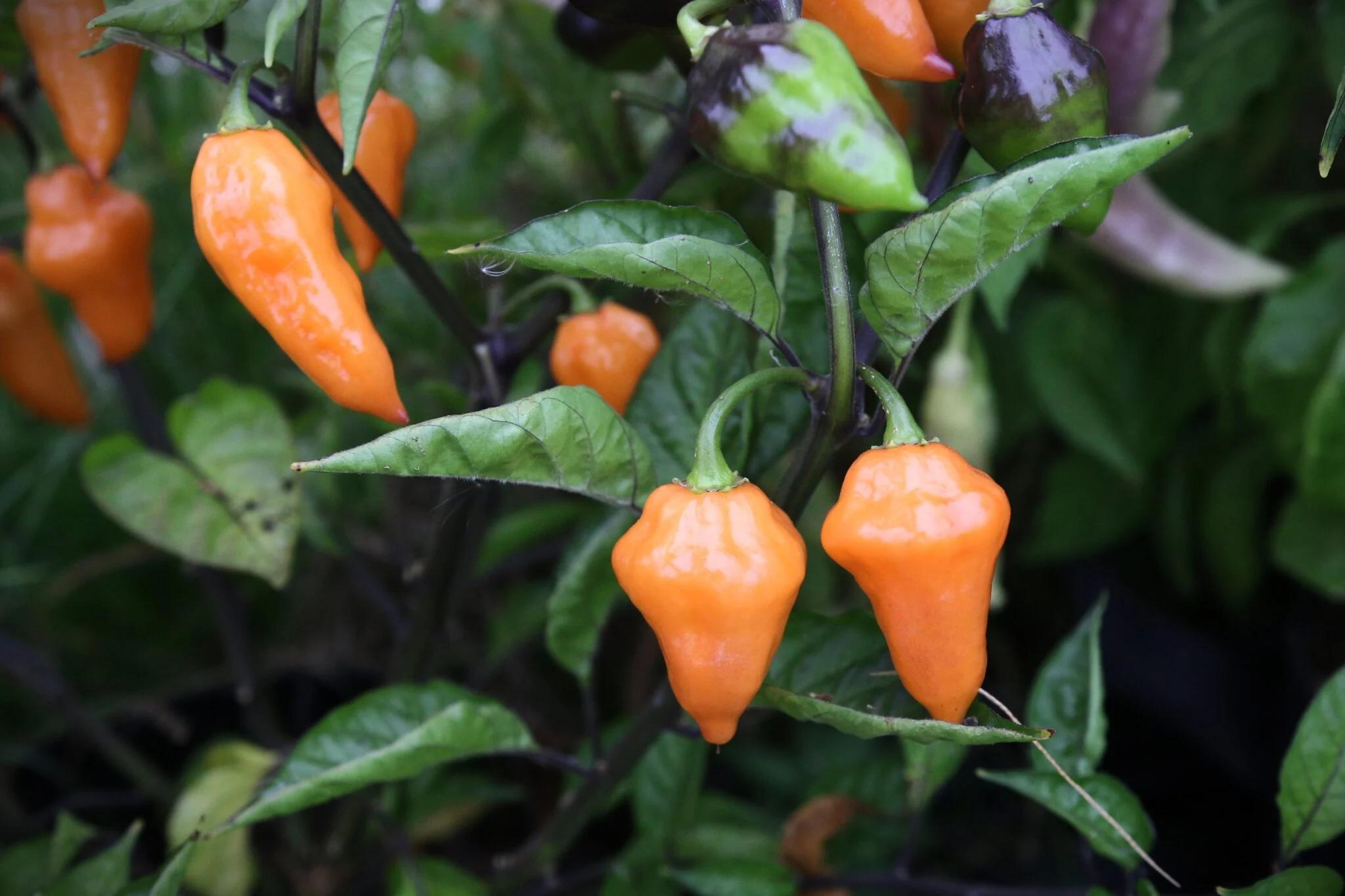 Zambia (Capsicum chinense) - röd fröer