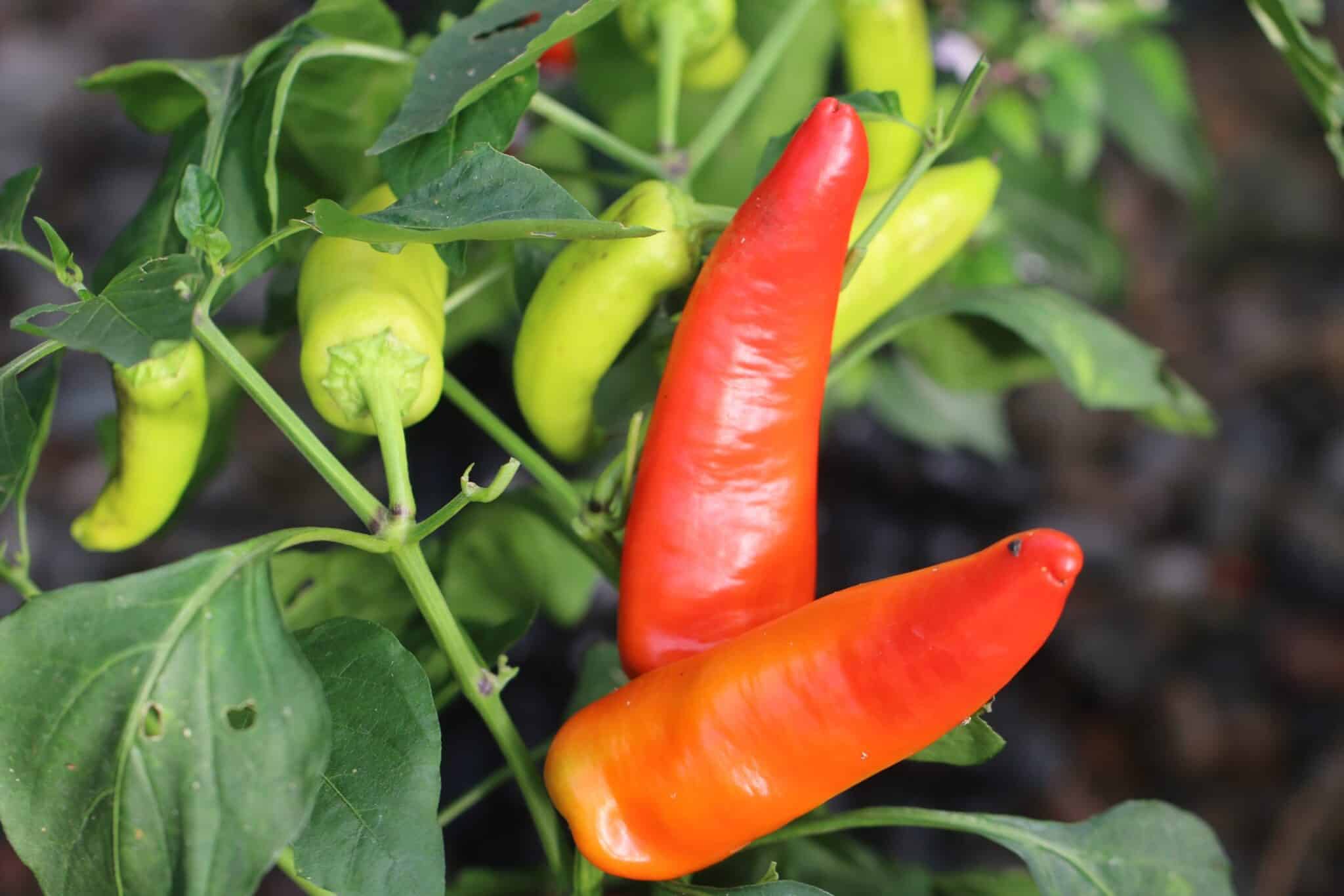 Aji Blanco Cristal fröer
