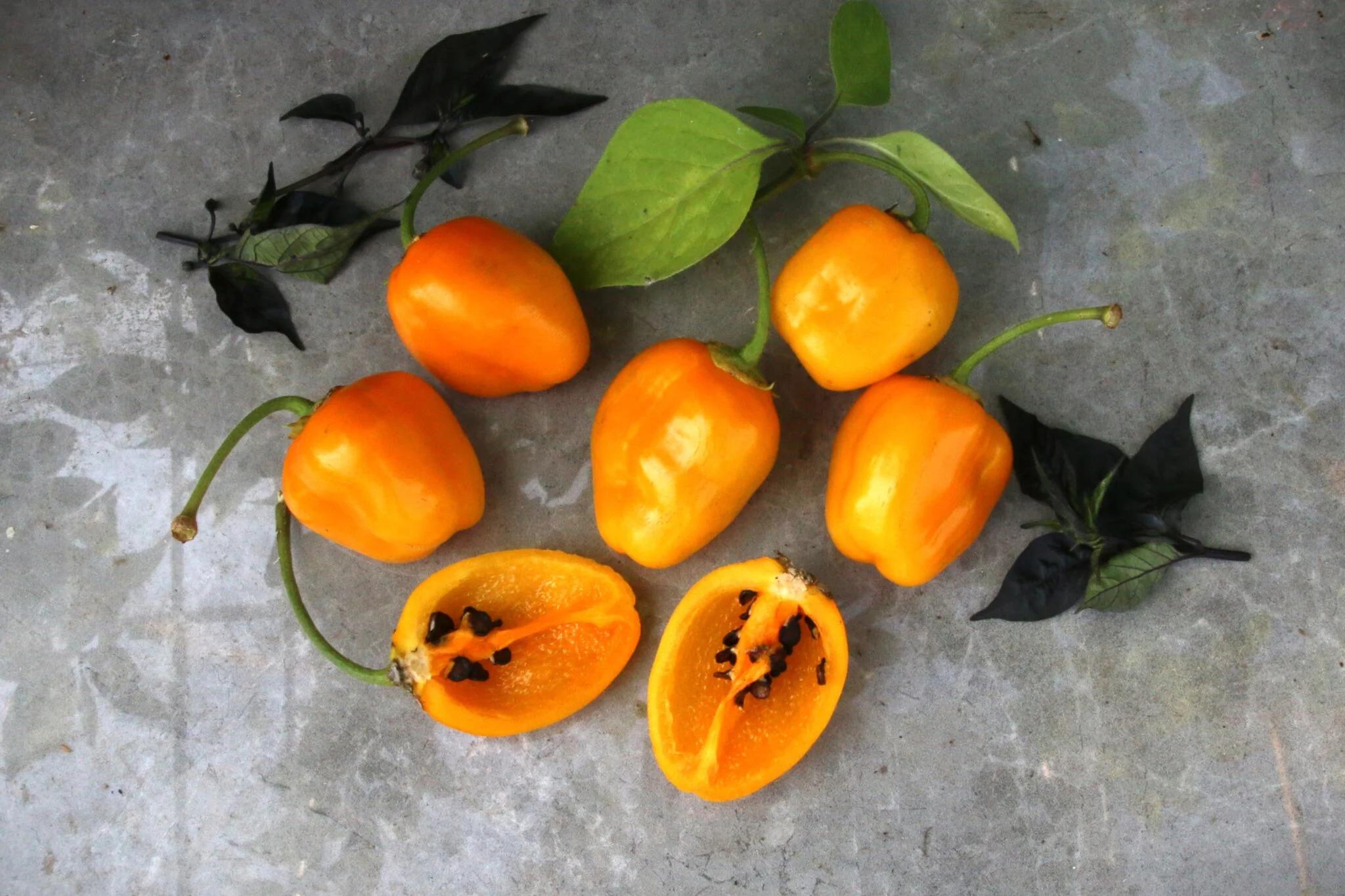 Rocoto de Seda fröer