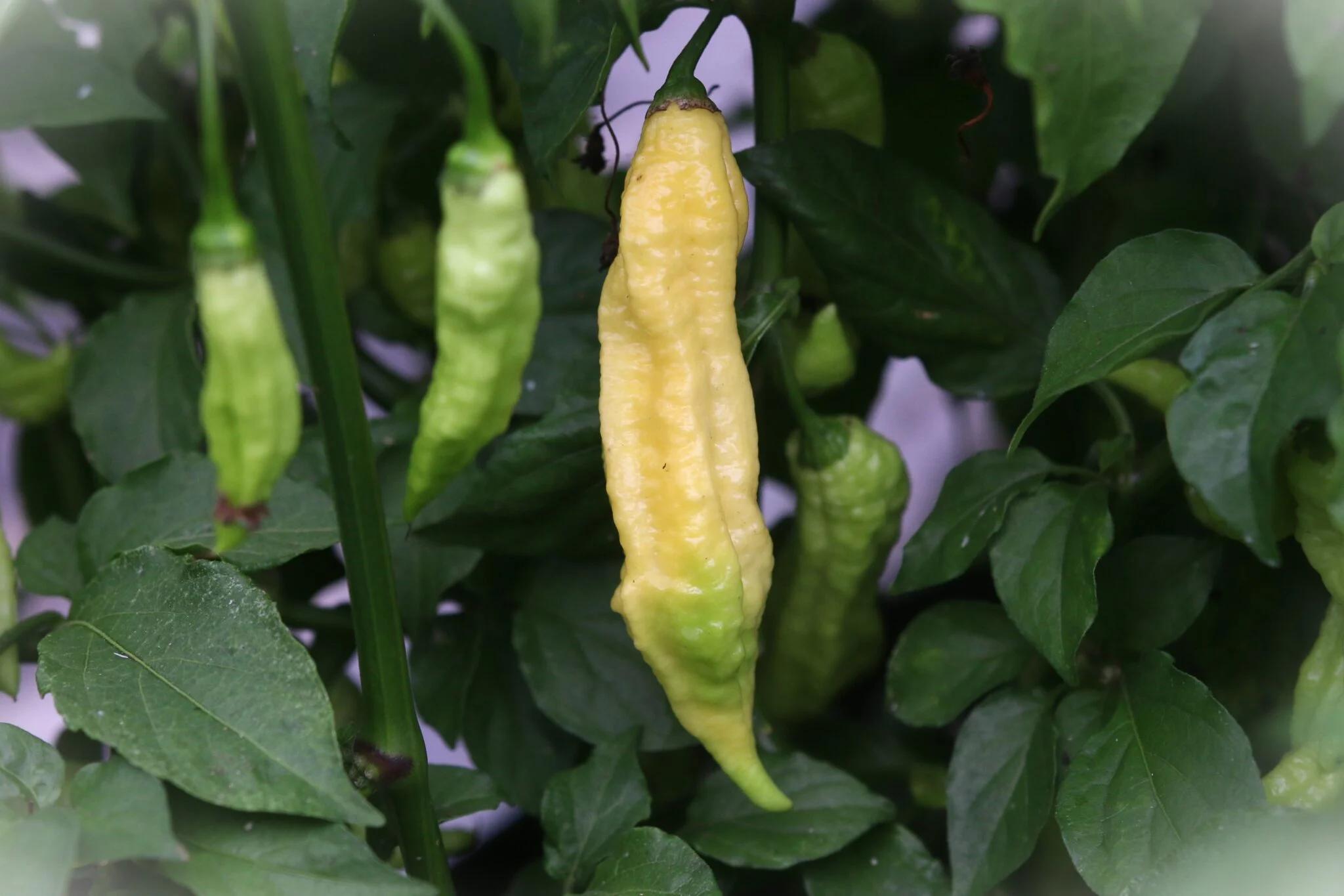 Bhut Jolokia White JW fröer