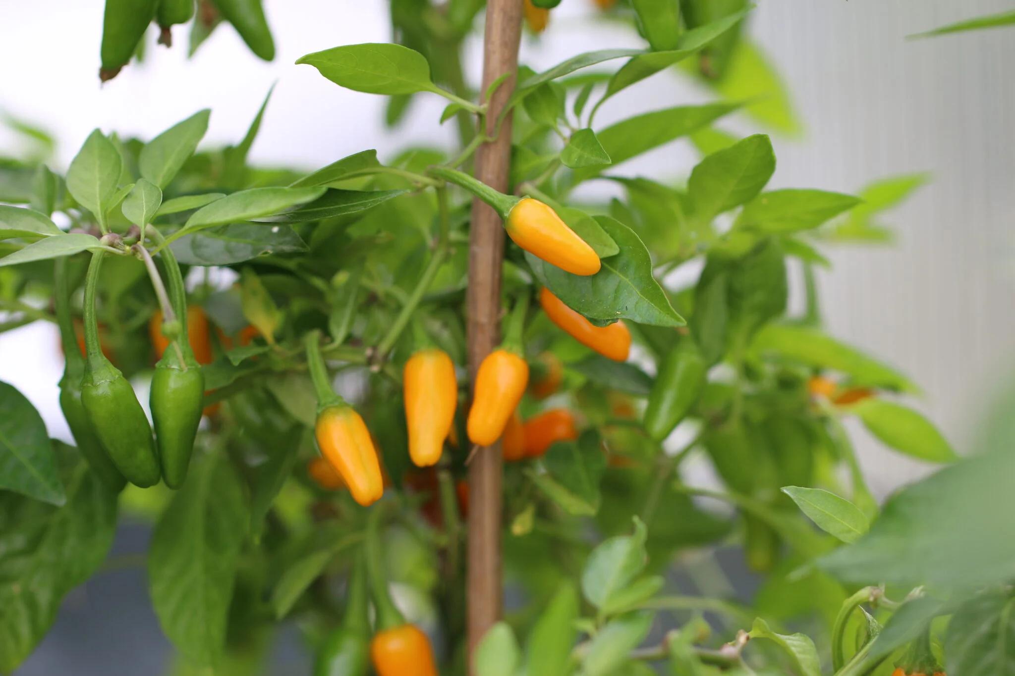 Short Yellow Tabasco fröer
