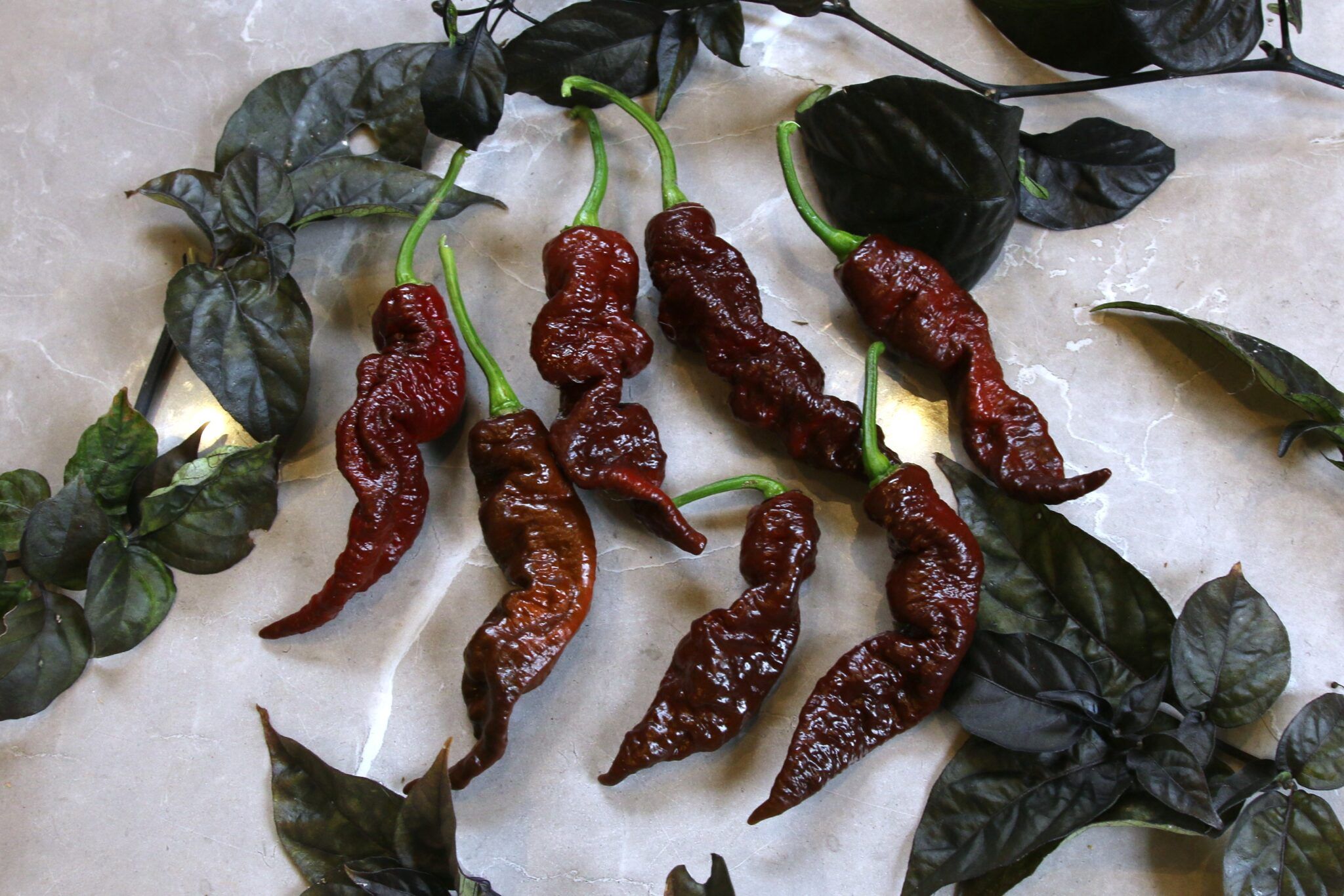 Primotalii Chocolate (Capsicum chinense) fröer