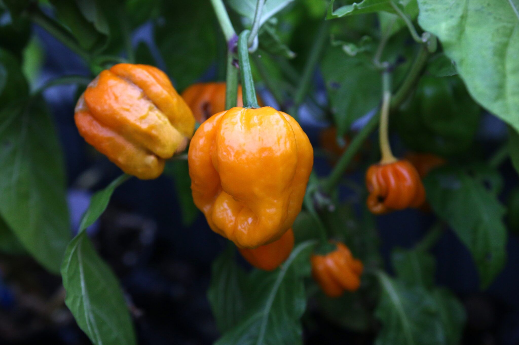 Papa Joe's Scotch Bonnet fröer
