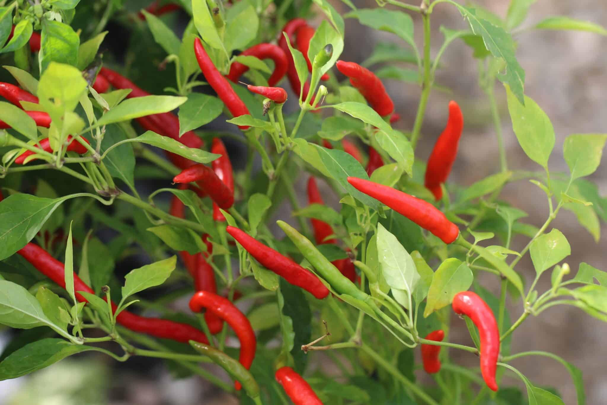 Vietato (Capsicum annuum) fröer