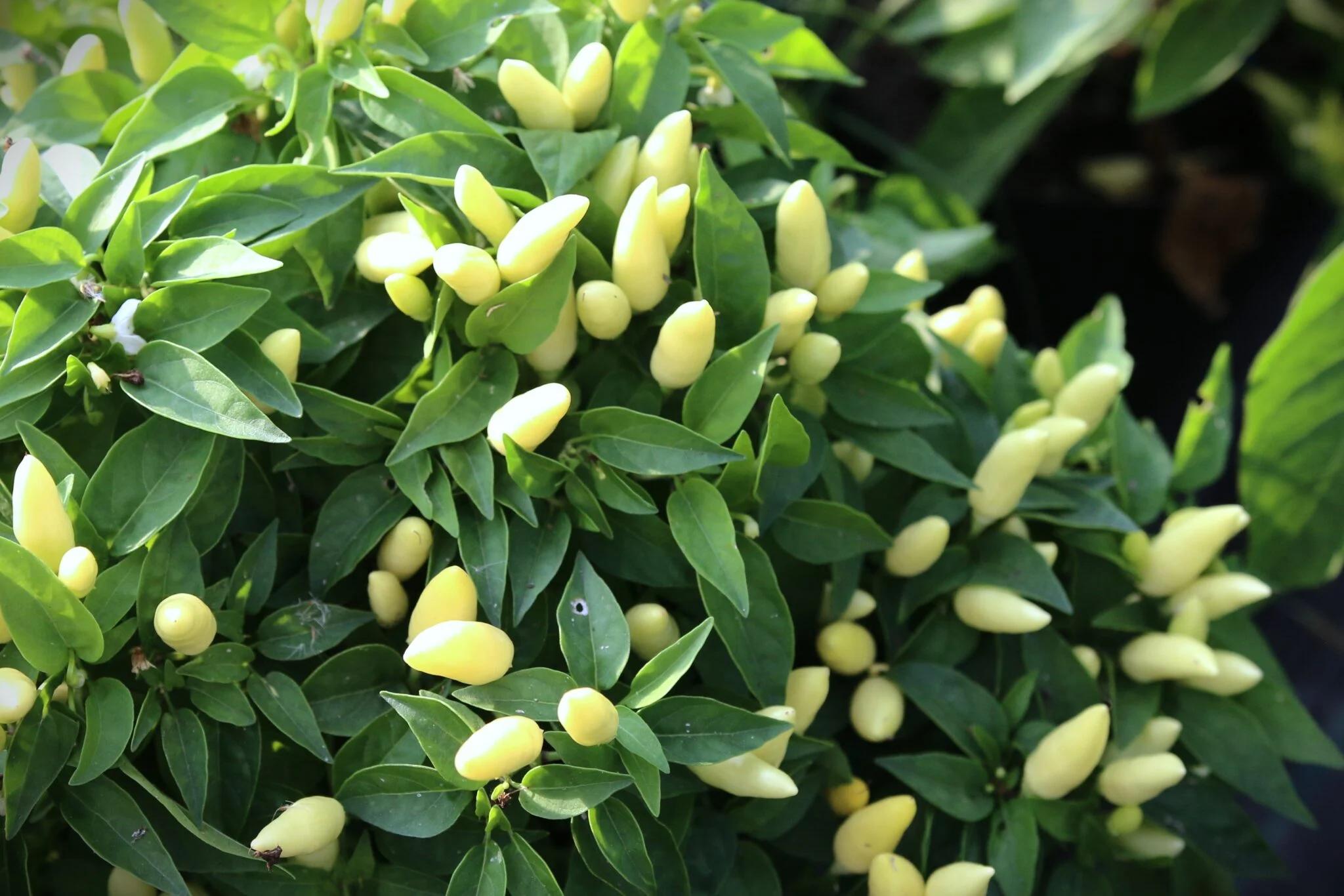 Little Elf (Capsicum annuum) - röd fröer