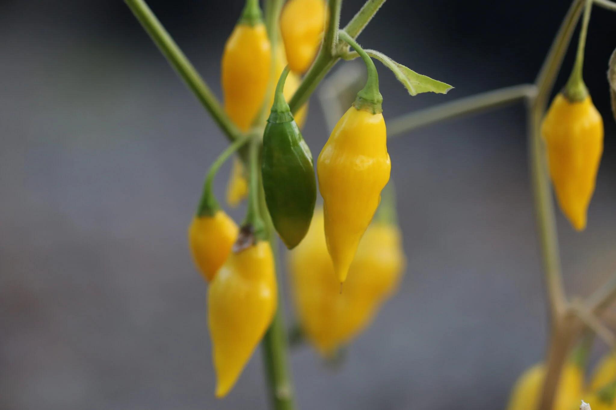 Yellow Pointy fröer