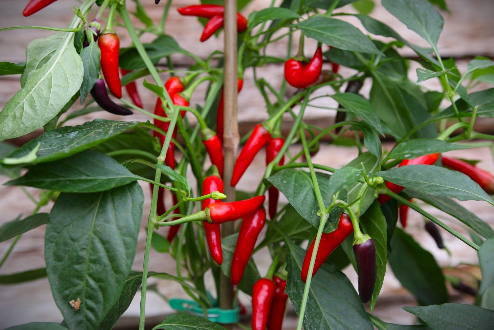 Gusto Purple - röd - Capsicum frutescens fröer