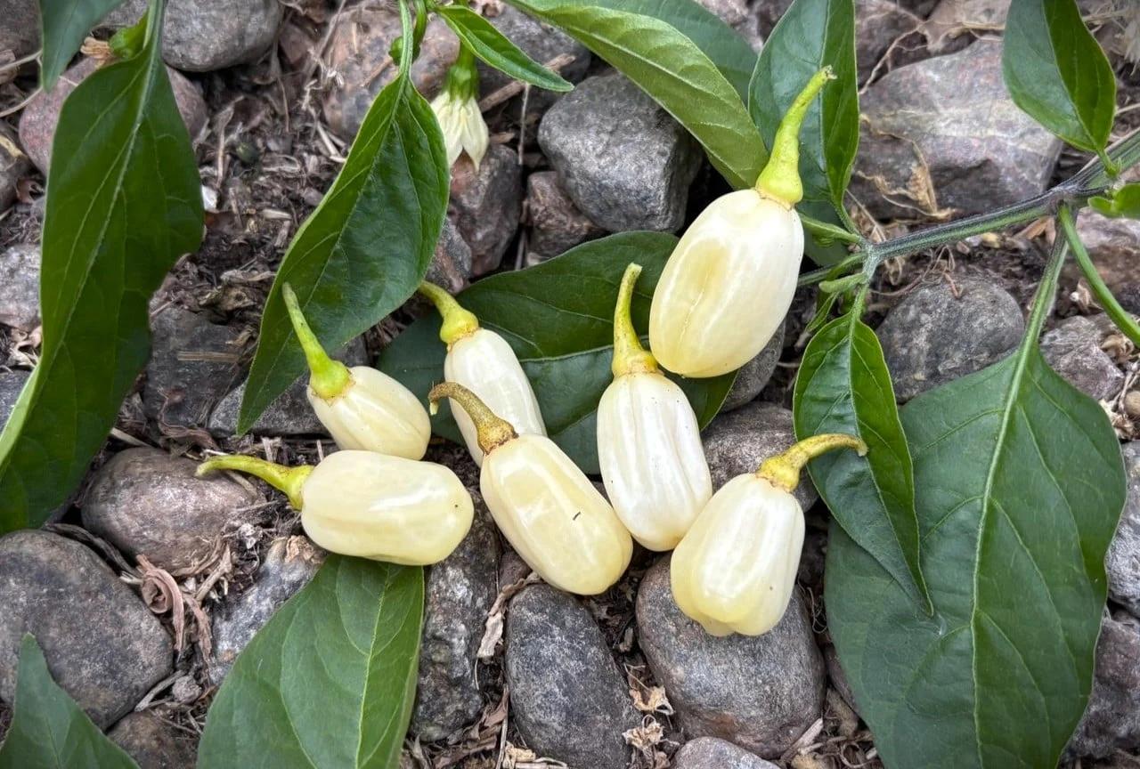 Habanero Ivory (Capsicum chinense) - vit fröer