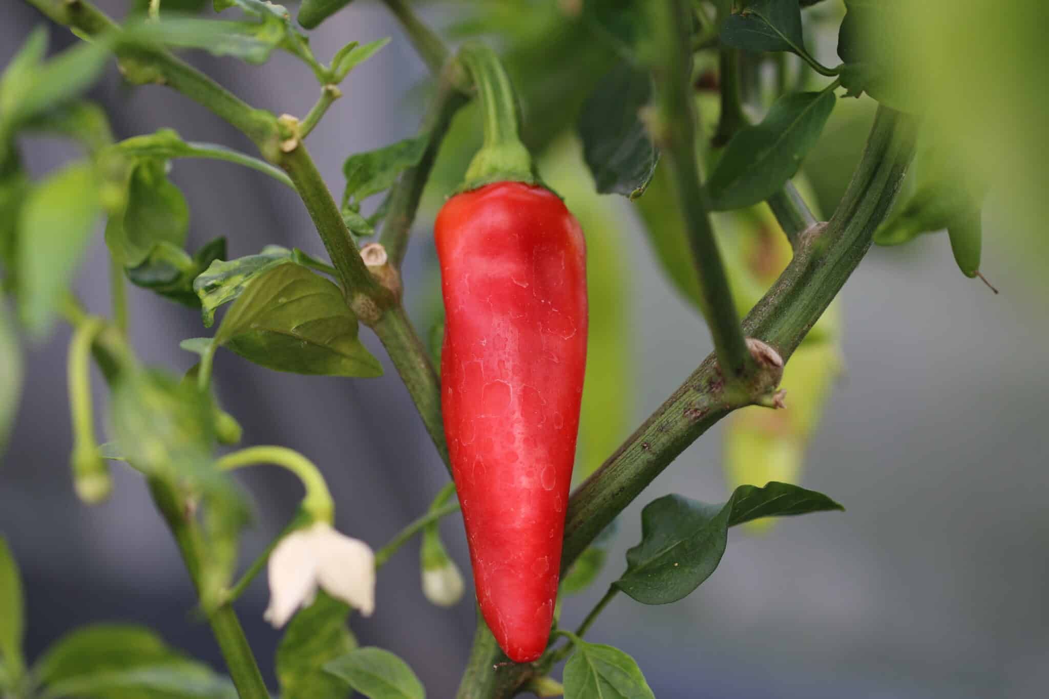 Hungarian Hot Wax (Capsicum annuum) - röd fröer