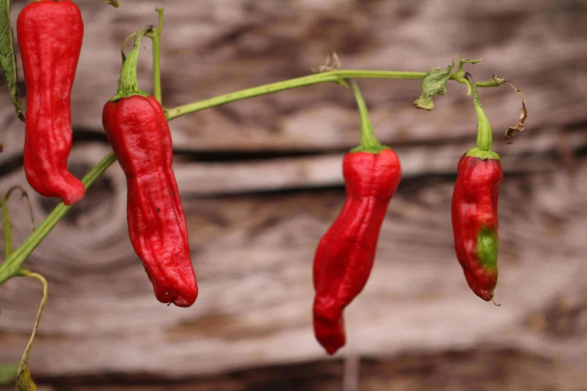 Pepperoncini (Capsicum annuum) - gul-röd fröer