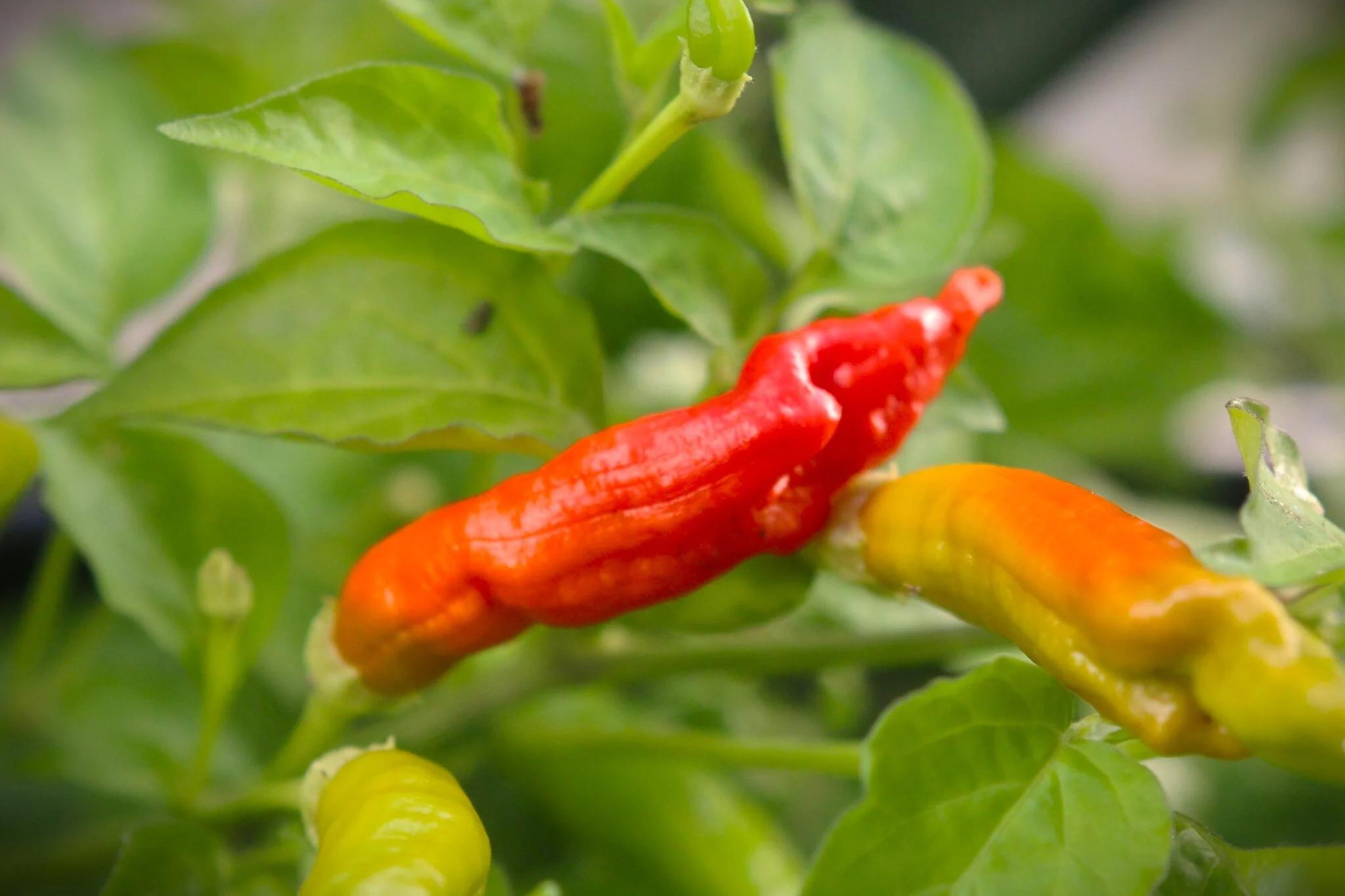 Aji Peanut (Capsicum baccatum) - röd fröer