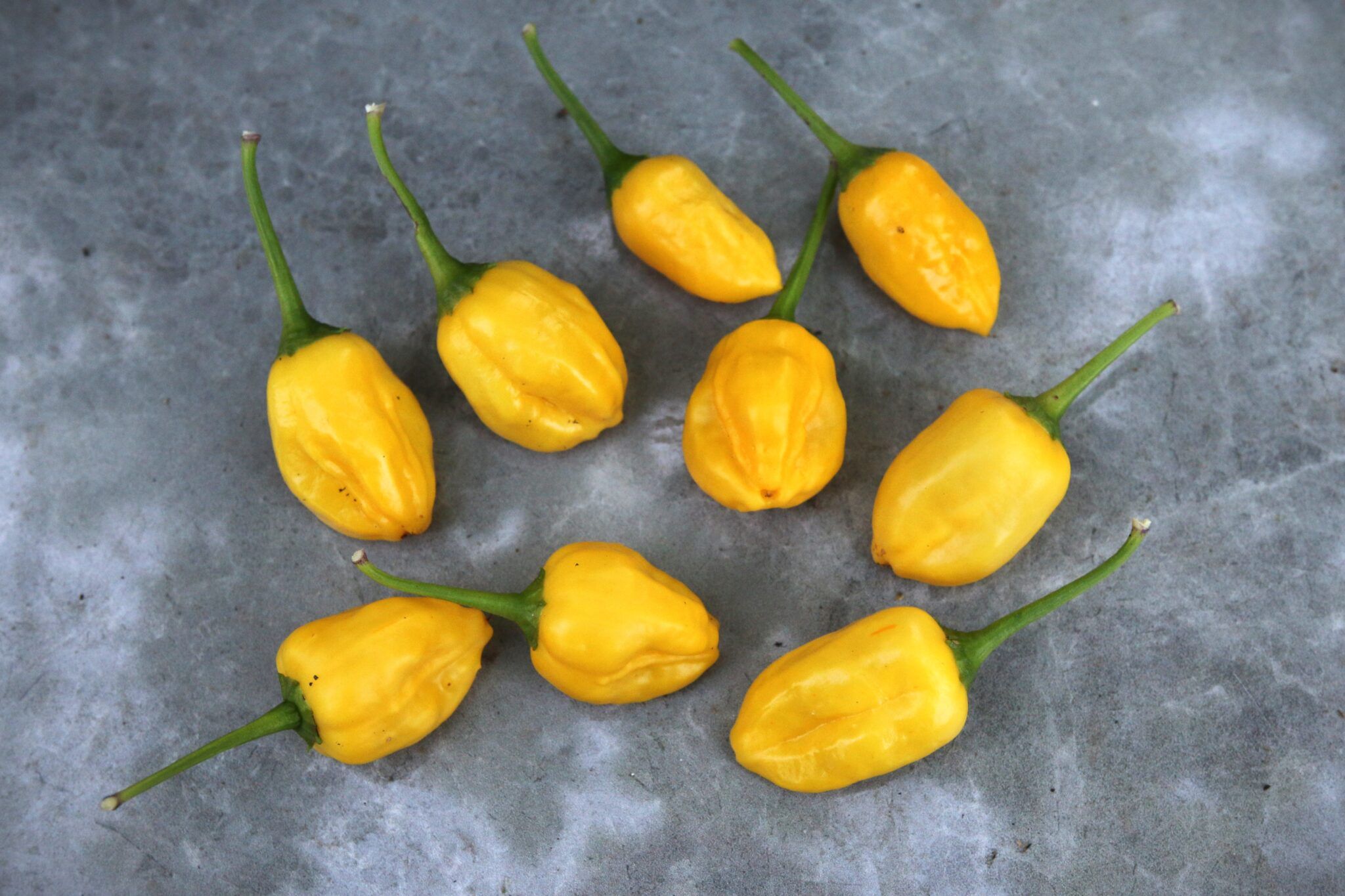 Lemon Ball (Capsicum baccatum) fröer