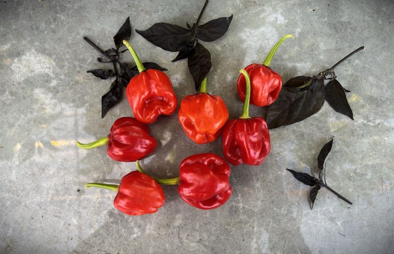 Habanero St. Martin fröer