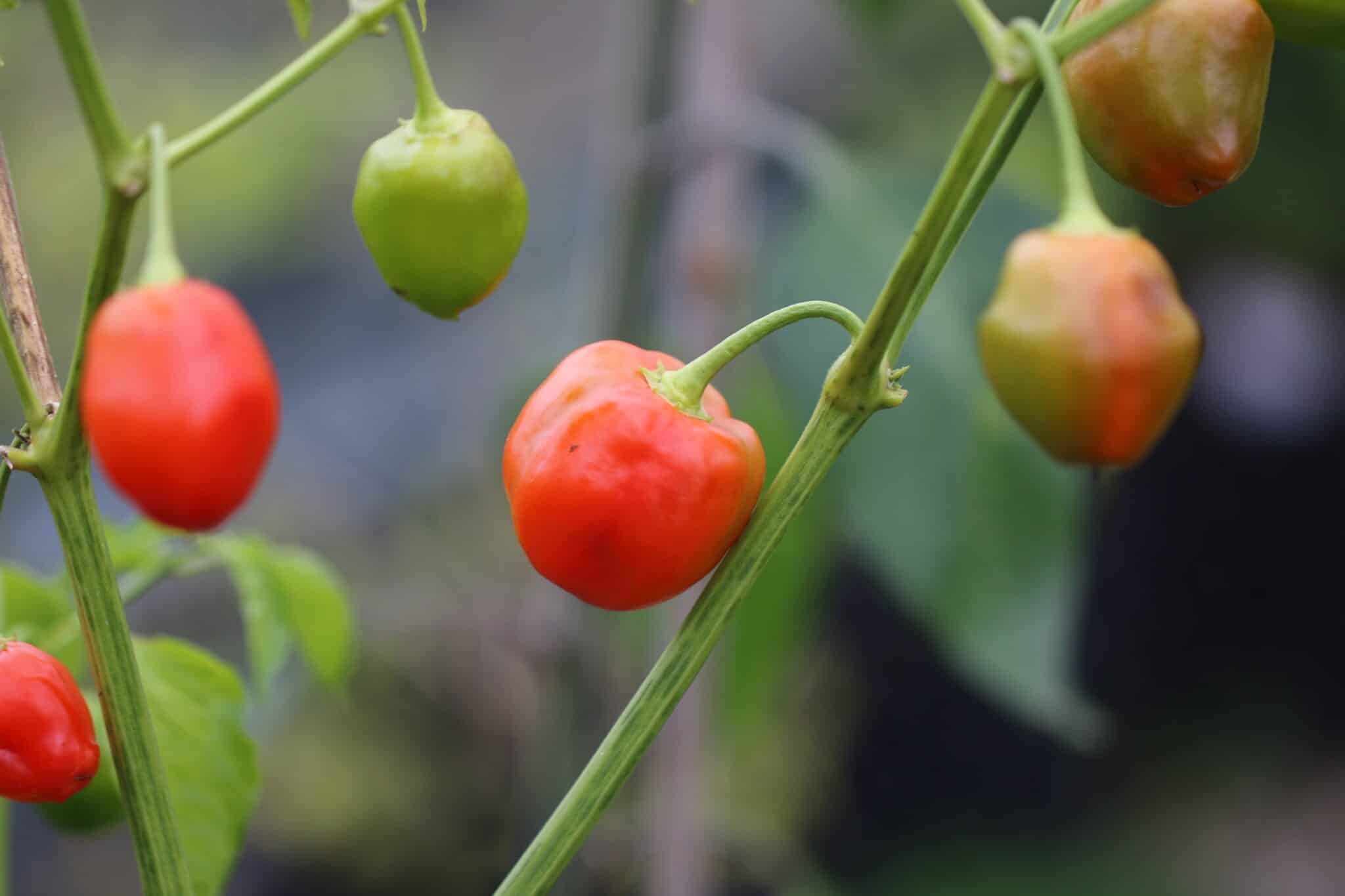 Malawi Peppadew fröer