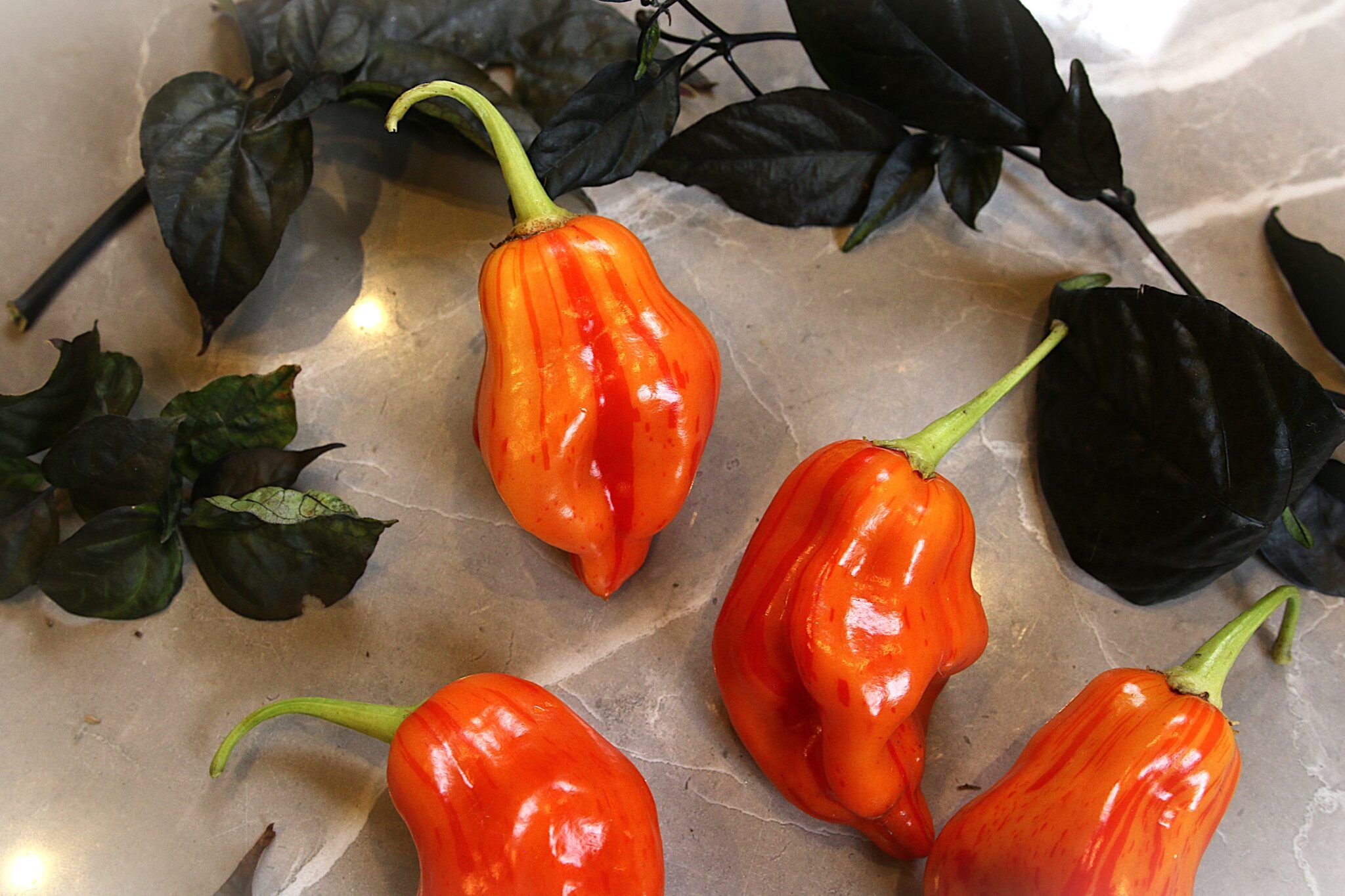 Tangerine Tiger (Capsicum baccatum) fröer