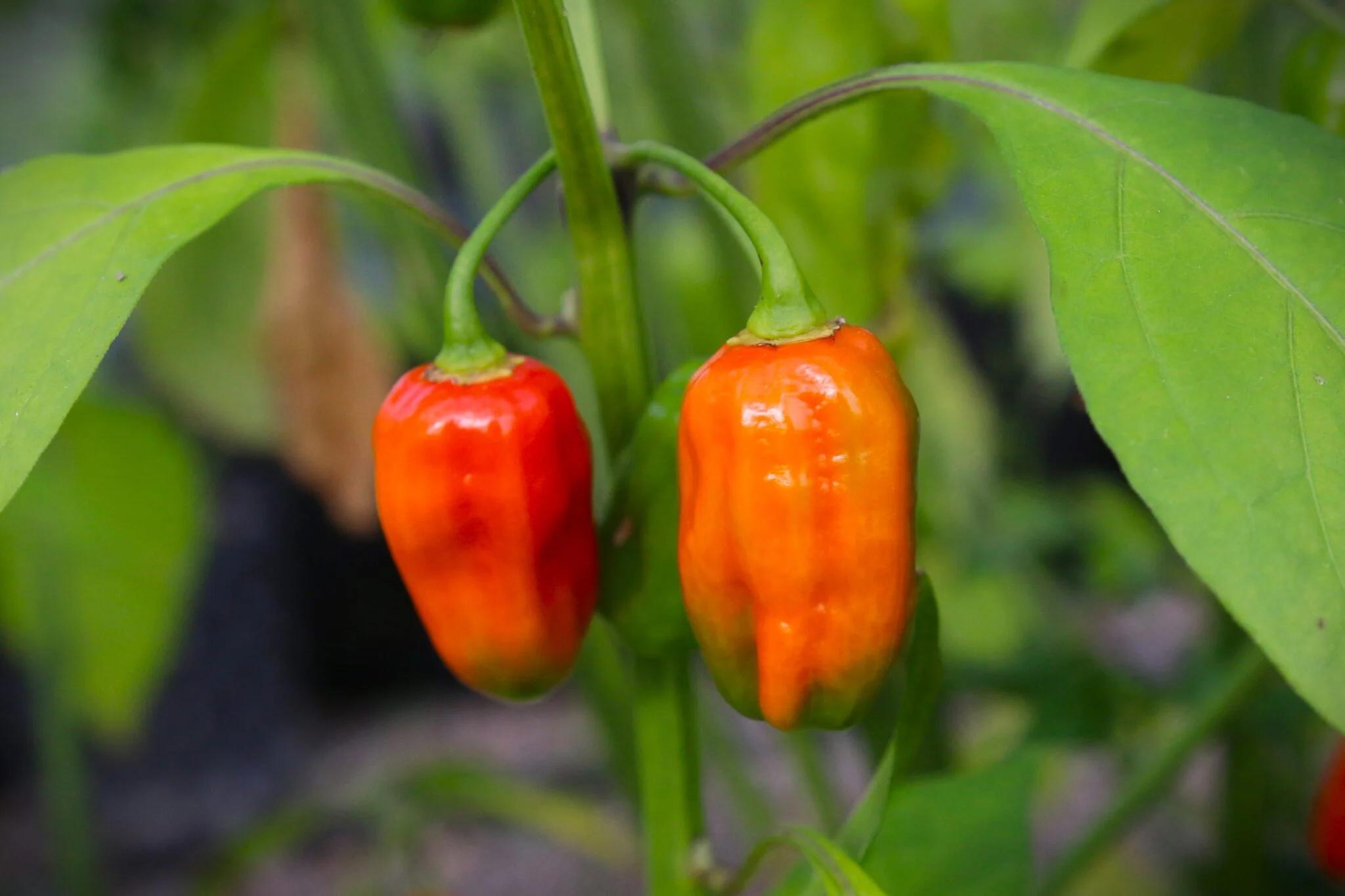 Habanero African fröer