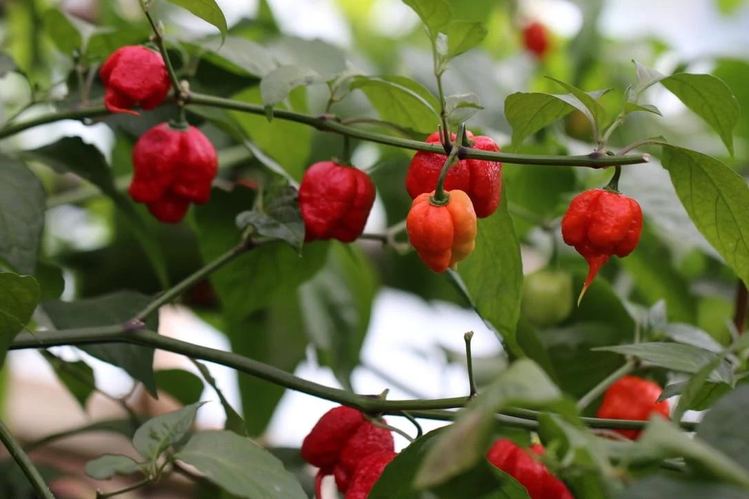 Carolina Reaper fröer