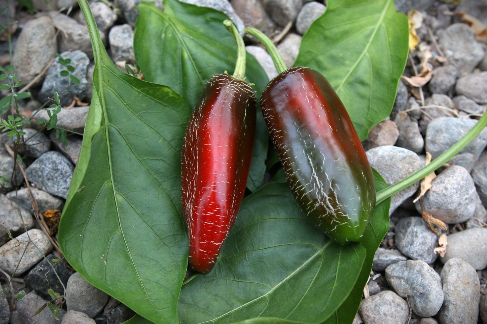 Jalapeño Dieghito fröer