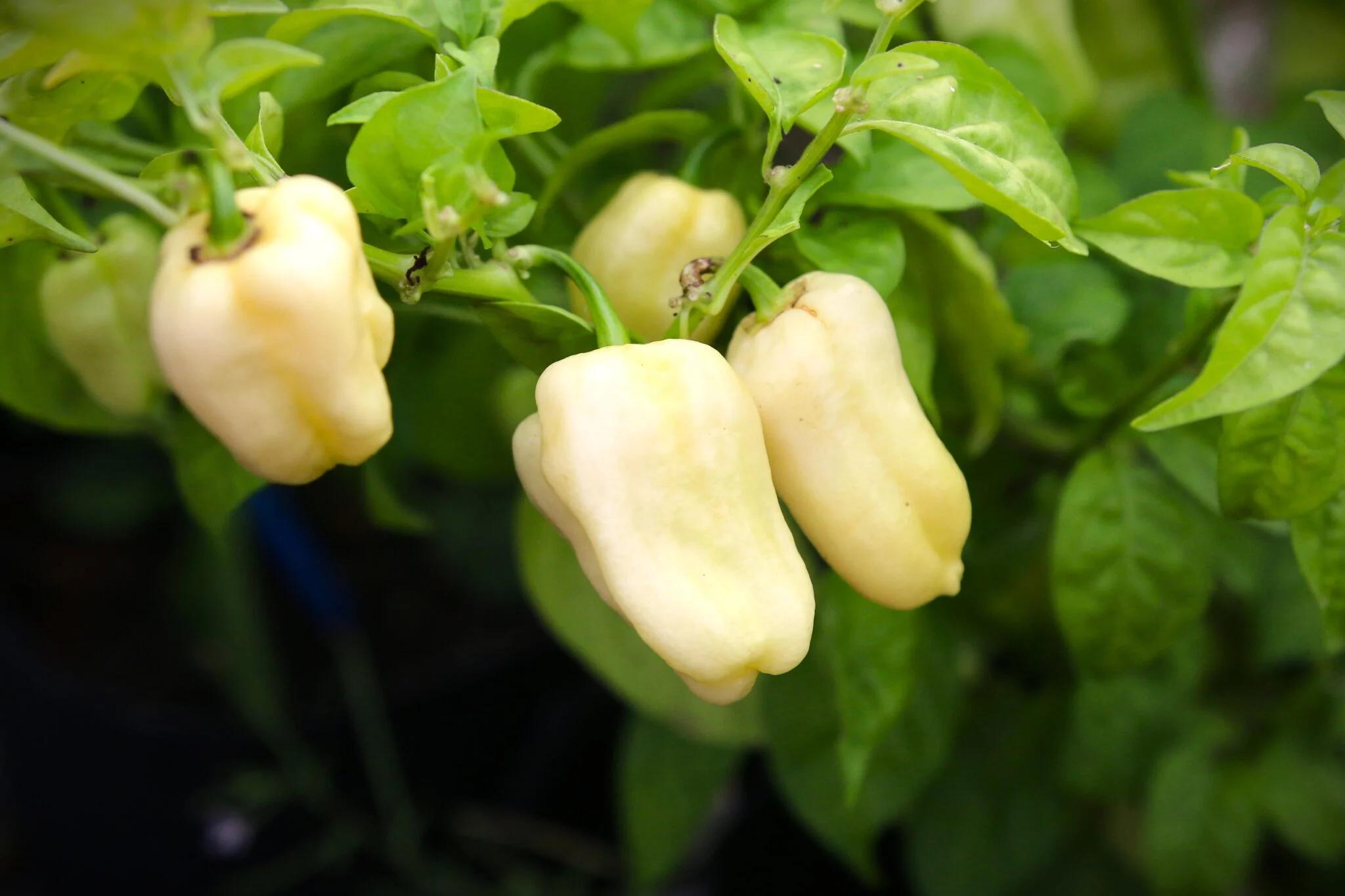 Habanero White Giant fröer