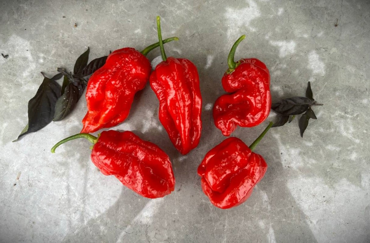 Stuffing Scotch Bonnet fröer