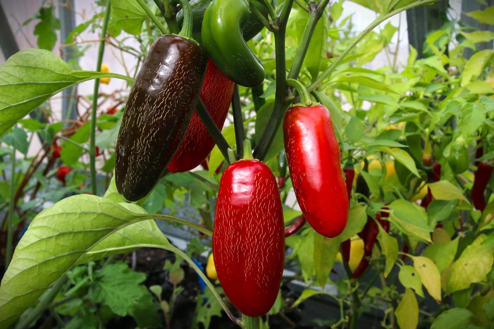 Jalapeño Craig´s Grande - röd fröer