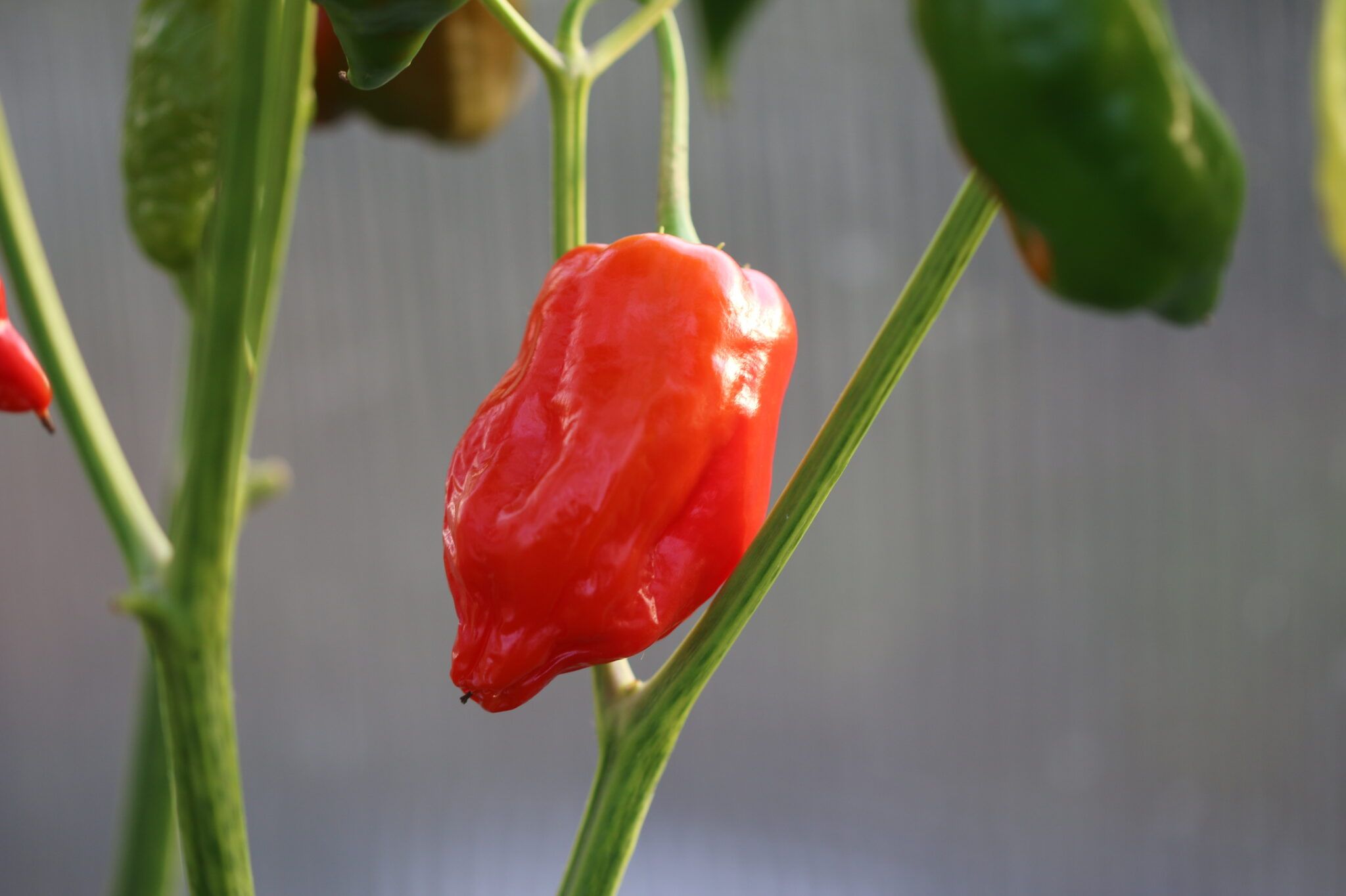 Aji Verde fröer