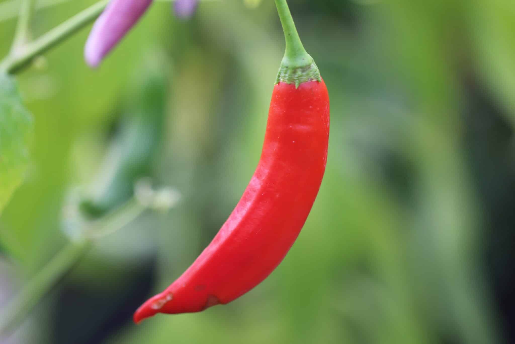 Aji Colorado (Capsicum baccatum) fröer