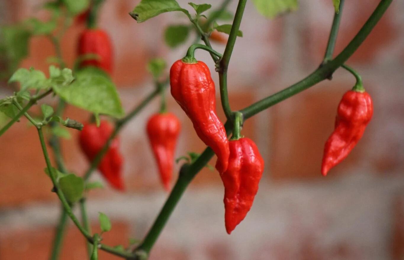 Bhut Jolokia (Capsicum chinense) fröer