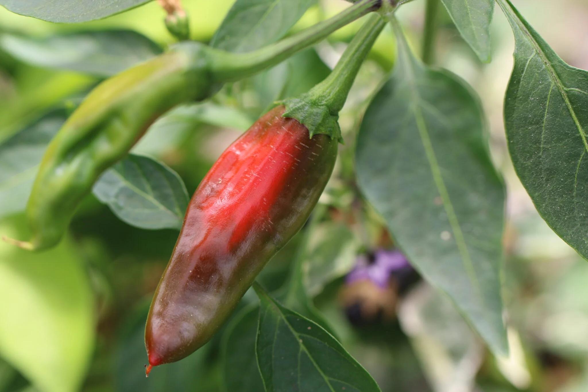 Afghan fröer