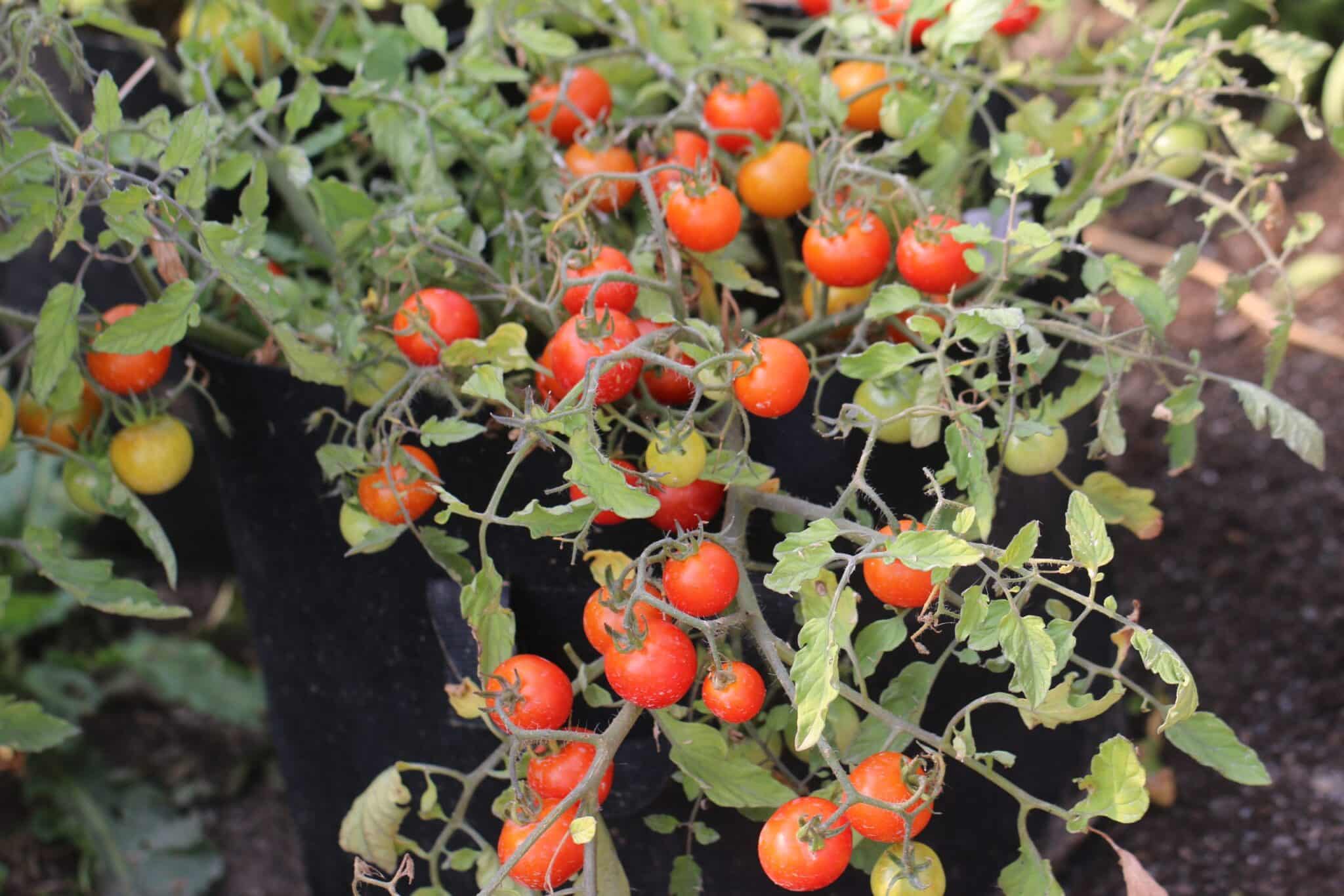 Red Profusion - Kruktomat - röd fröer