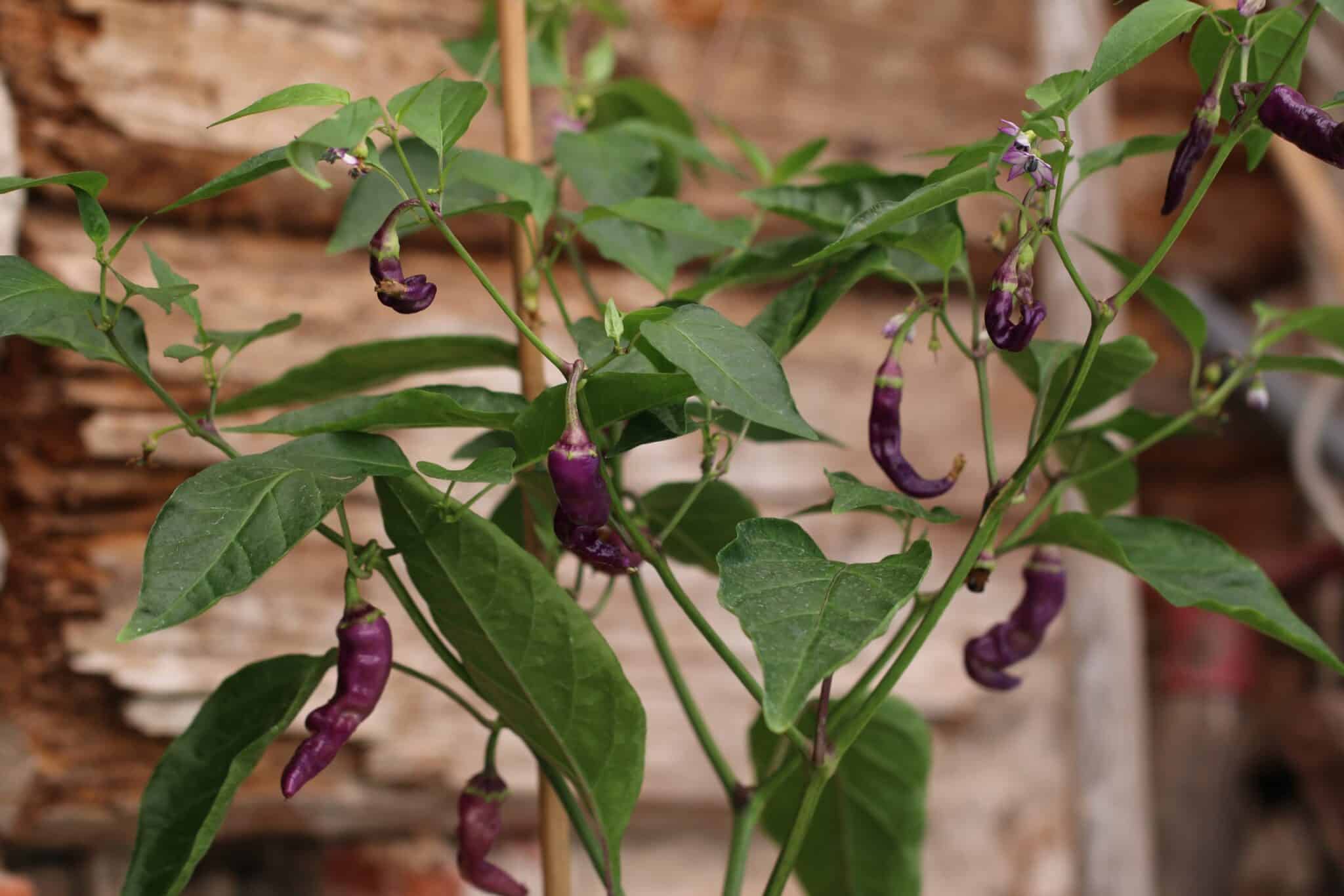 Buena Mulata (Capsicum annuum) fröer