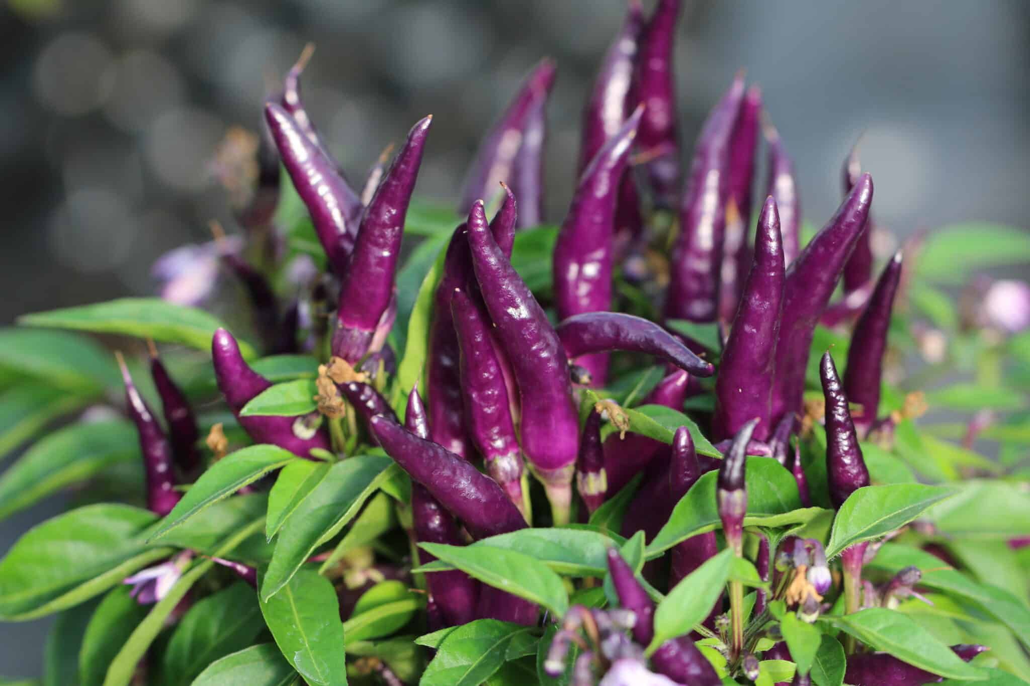 Sangria (Capsicum annuum) - röd fröer