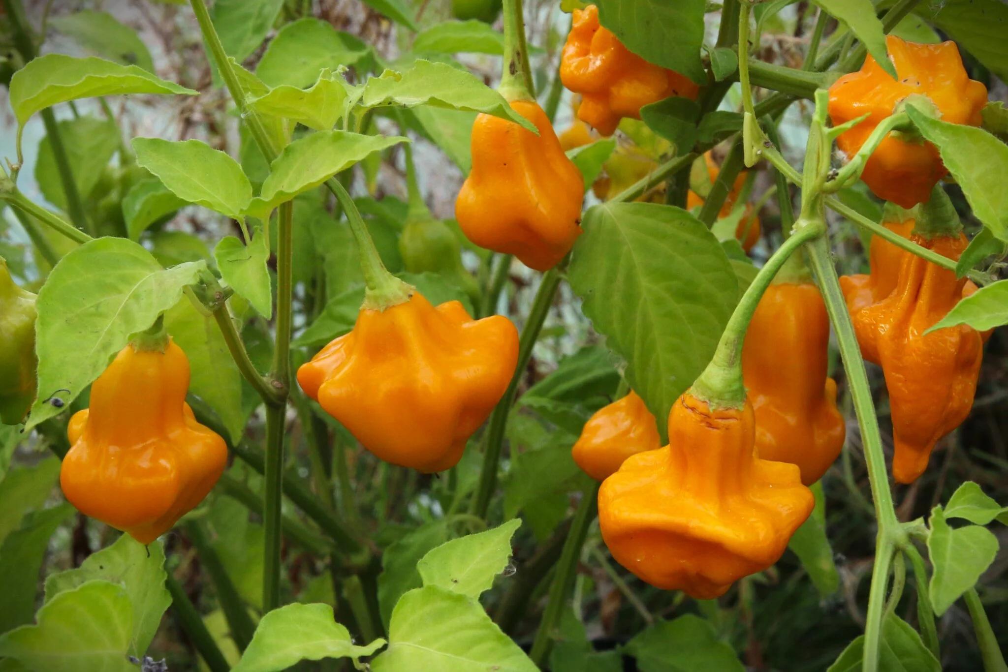 Aji Fantasy Orange fröer