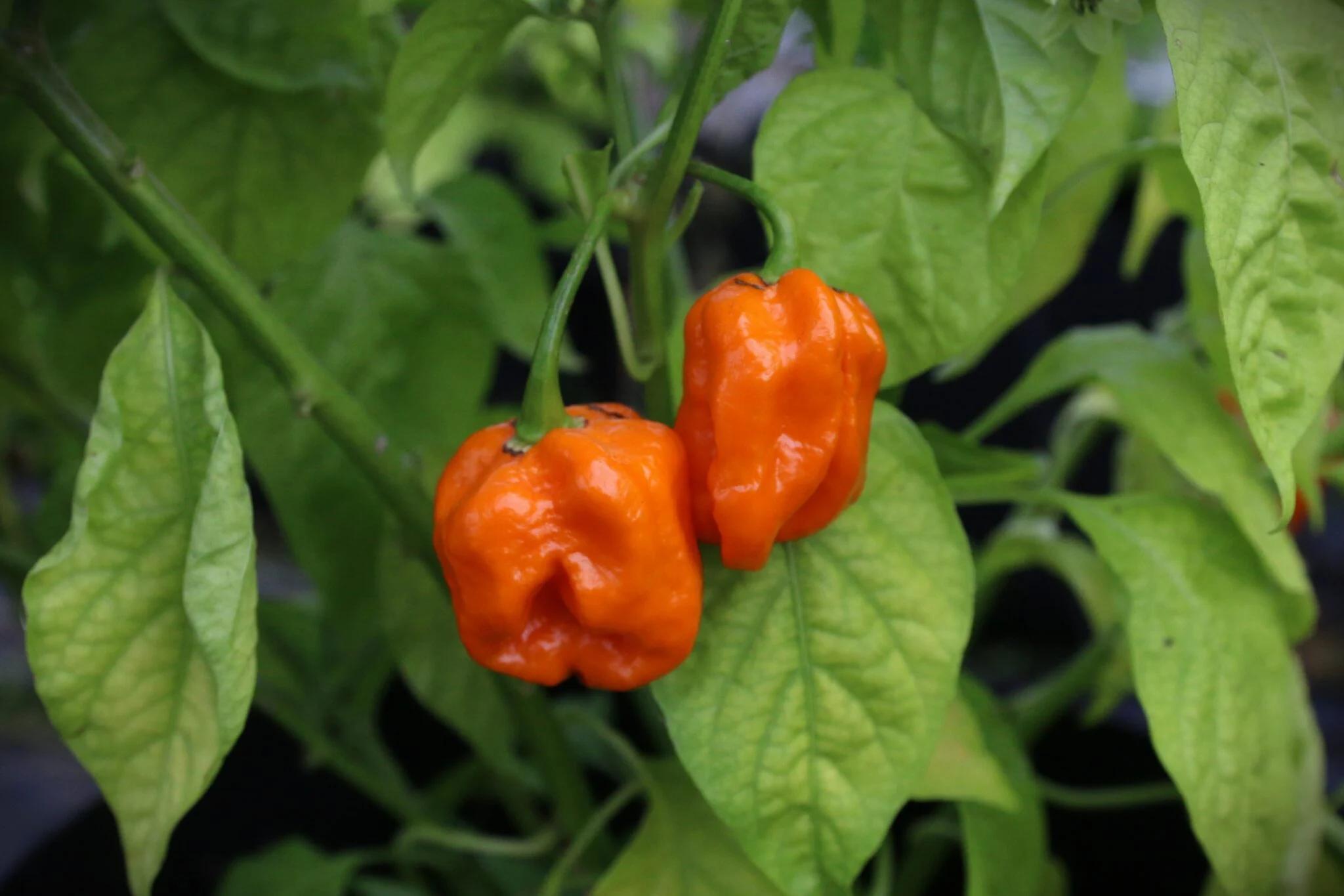 7 Pot Orange SR Gigantic fröer