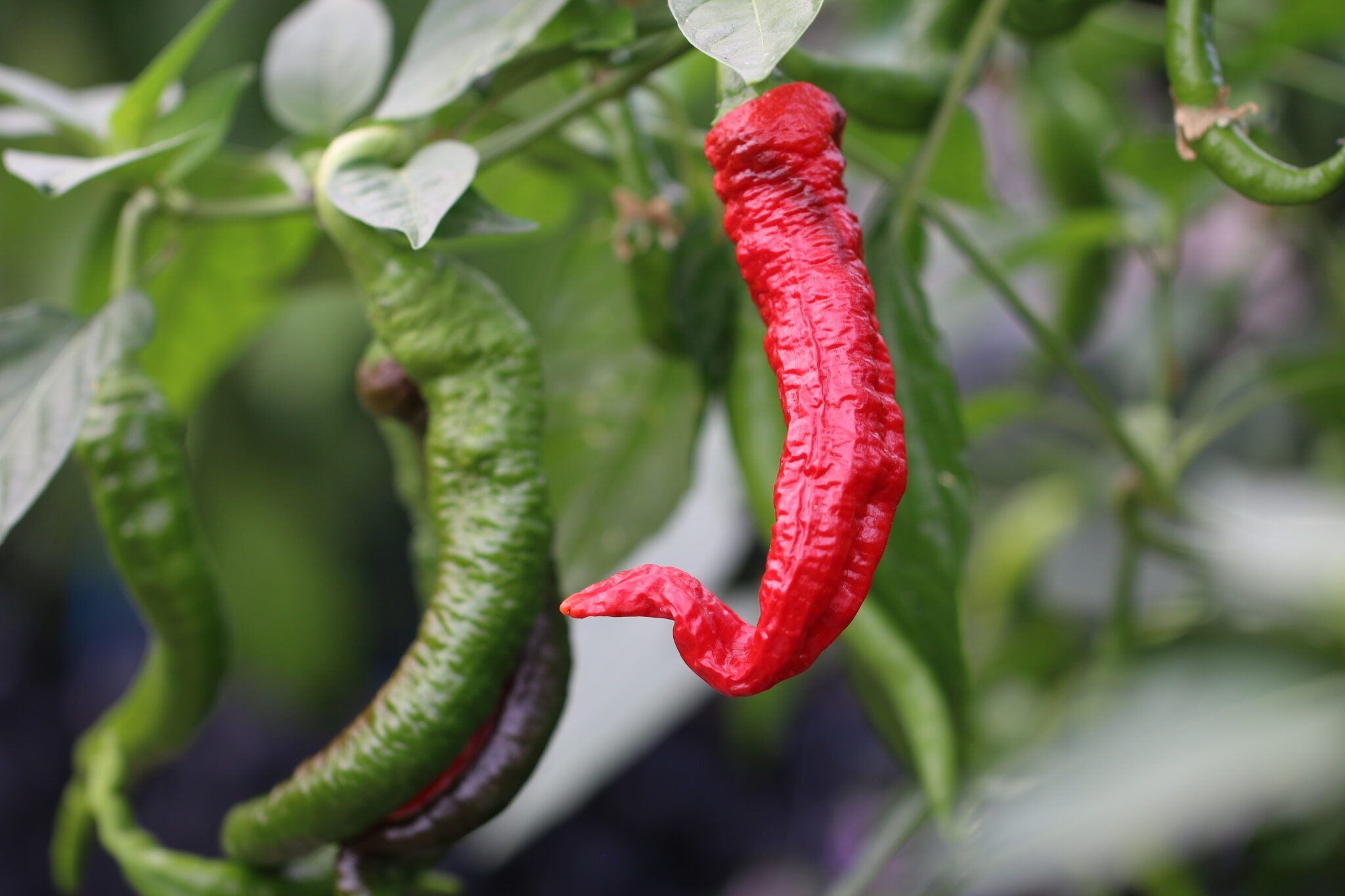 Amish Finger (Capsicum annuum) - röd fröer