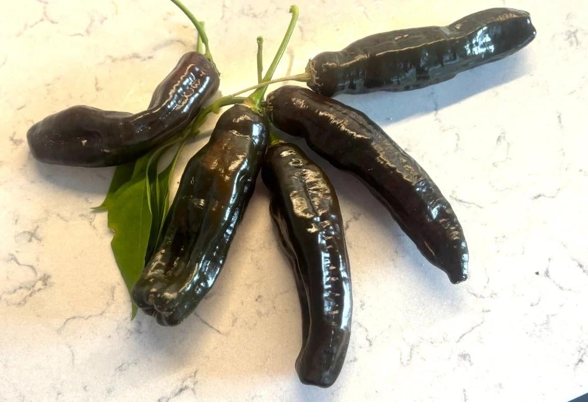 Aji Panca fröer