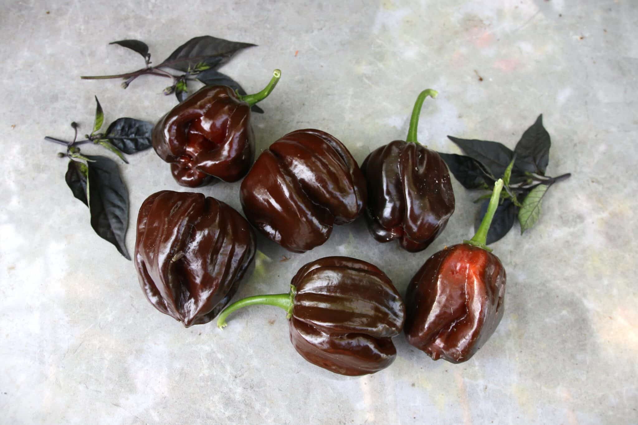 Habanero Black (Capsicum chinense) fröer